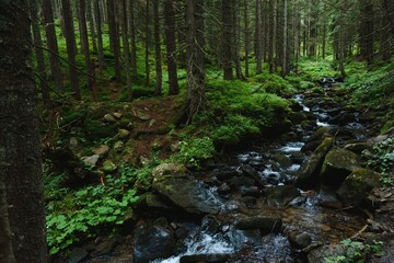 Fototapeta premium Mountain stream in green forest at spring time
