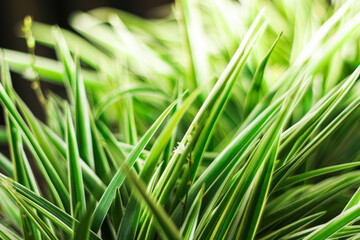 Green leaf nature background, natural texture of plant in close-up