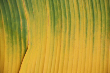 Green and yellow on banana leaves it is a beautiful pattern from nature