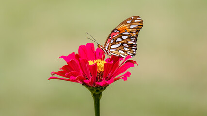 Gulf Fritillary butterfly