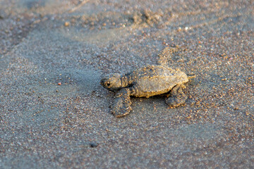 Turtles been born in Ostional Costa Rica