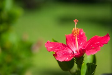 沖縄のハイビスカス
