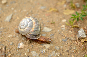 walking snail with shell close up