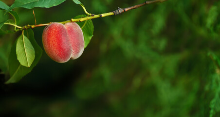 Ripe peach on a branch in a green garden. banner.