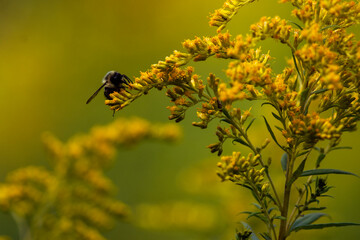 Common Eastern Bumble Bee