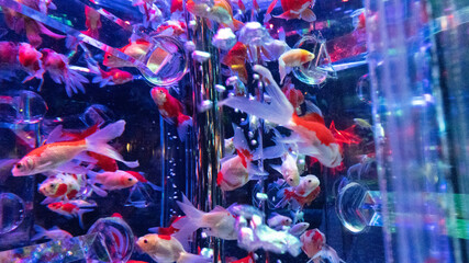 Naklejka premium fish in aquarium