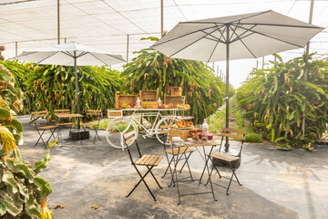 Natural view of picnic umbrella, table, and chairs in the middle of a dragon fruit farm