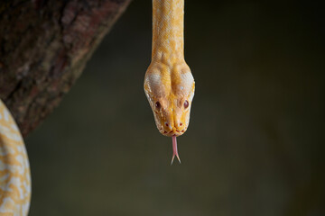Snake python on a branch