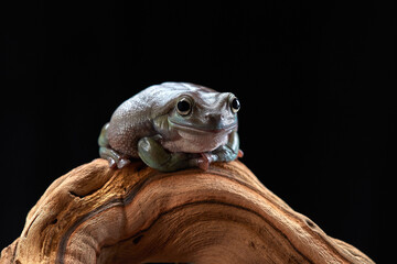 Litoria frog on a branch on a black background