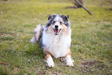 Blue Merle Shetland Sheepdog sitting in garden grass on a warm spring day.