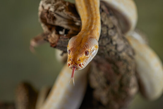 Snake python on a branch