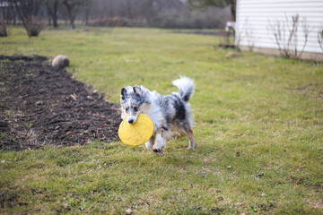 Obraz na płótnie Canvas Young blue Merle Shetland Sheepdog sheltie puppy running around with yellow flying disc.