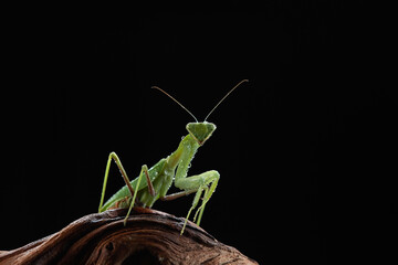 The green mantis is eating locusts on a tree