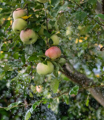 Obraz premium Apfel bei Regen am baum