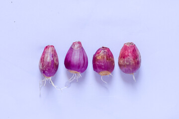 Onion growing roots on a white background