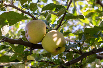 Apfelbaum mit frischen ä