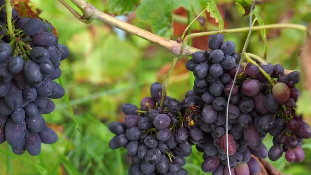 Closeup view 4k stock video footage of organic blue grape berries and green leaves of vine shrub growing in garden in September. Wasp eating rotten berry
