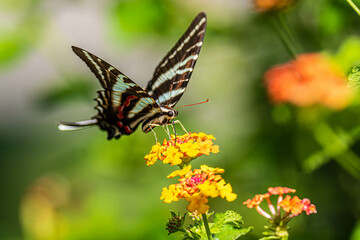 butterfly on flower