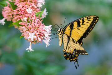 butterfly on flower