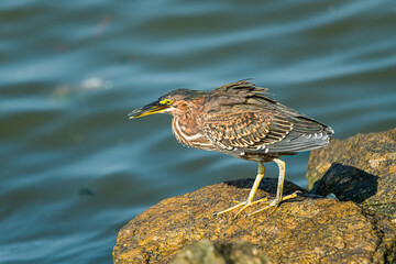 green heron walking on a rock