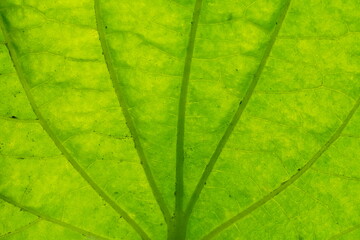 Naklejka na ściany i meble Extreme close up texture of green leaf veins