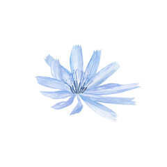 Chicory blue-lilac flower isolated on white background. Watercolor hand drawing illustration. Perfect for herbal card, medical design.