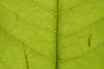 Obraz na płótnie Canvas Extreme close up texture of green leaf veins