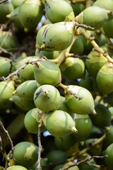close up green palm fruit in nature garden