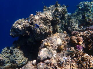 Fototapeta na wymiar インドネシア　ムンジャンガン島の海