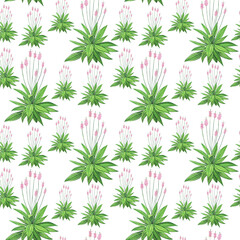 Watercolor plantain lanceolate in seamless pattern on white background. Hand drawing illustration. Ribwort or english plantago herbal plant.