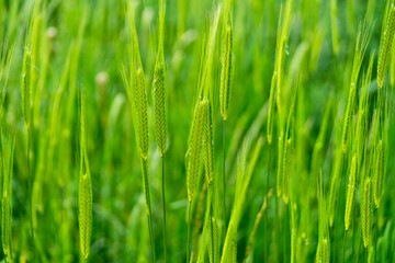 Wheat ears still green Tuscany Italy