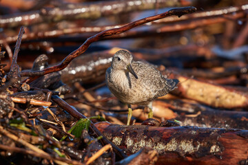 Dunlin on the lakeshore searches for food