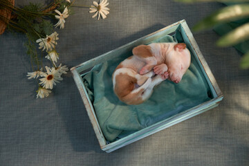 Newborn puppy in the interior. dog Spanish greyhound at home