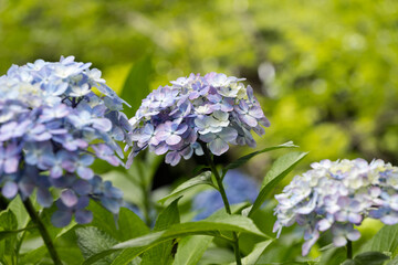 初夏の紫陽花　千葉県成田市　日本