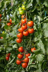 ripe vine tomatoes grow