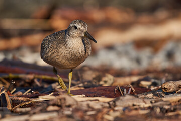 Dunlin on the lakeshore searches for food