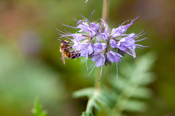 Apiculture - Abeille mellifère butinant des fleurs de phacélie