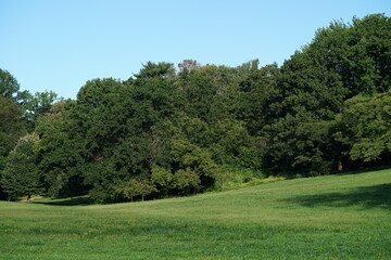 Green grassy meadow with trees in public park in summer