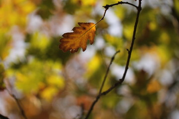 foglia di quercia nel bosco in autunno