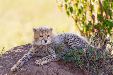 Cute young Cheetah cub lying down and looking