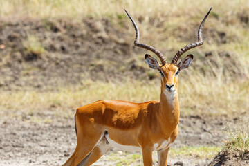 Impala looking at the camera