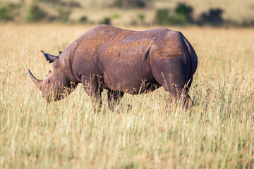 Black Rhinoceros walking on the savanna