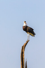 Woolly necked stork on a treetop