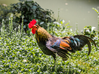 Colorful rooster grazing in grass near pond. Farm bird on summer sunlight.