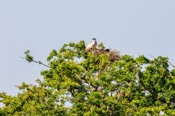 White backed vulture nesting in a tree