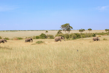 Fototapeta premium Family group with Elephants walking on the savannah