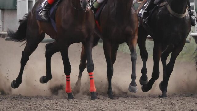 First Seconds After the Start of the Horse Race. Slow Motion