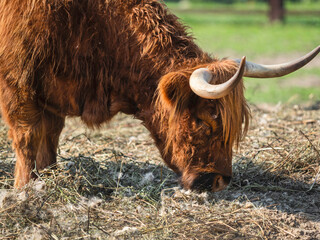 Highland, Scottish breed of rustic cattle. Furry cow eats hay in paddock. Farm animal grazes outdoors at summer.