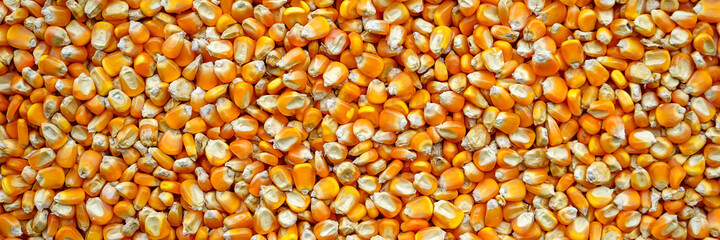 Bulk of corn grains. Panoramic image of corn texture