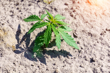A young cannabis plant is growing. The concept of a young fresh Ganja on a legal indoor recreational farm